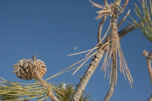 Moon Sighting! Taken at a neighborhood park.
