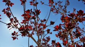 Taking "shelter" under the tree... a few hours later but it's still pretty!
